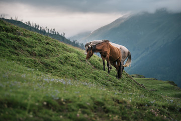 Two horses on a mountain hill. Landscape of mountains with horses.