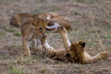 cubs at play