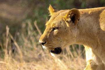 lioness closeup in masai mara