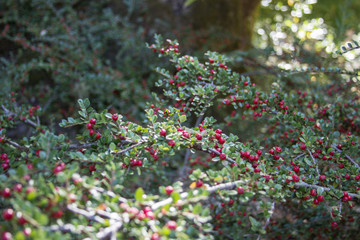 Berries