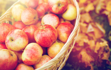 wicker basket of ripe red apples at autumn garden