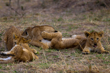 cute cubs in masai mara