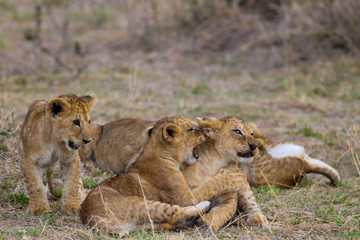 Obraz na płótnie Canvas cute cubs playing in masai mara