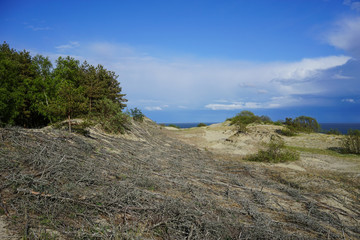 Naklejka premium natural landscape with views of the sand dunes, reinforced with tree branches on the background of the Baltic sea on the Curonian spit in Russia