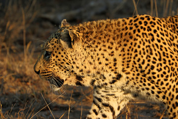 Portrait of a leopard (Panthera pardus), Kruger National Park, South Africa