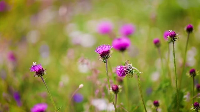 Wasp collects nectar from flower Milk Thistle in Alpine meadows.