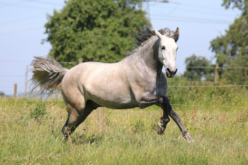 Obraz premium Pferd (Schimmel) in der Natur