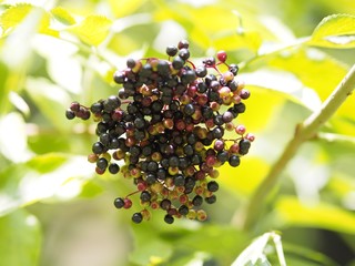 Sambucus - Reifende Holunderbeeren im Wald