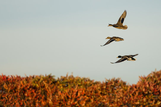 Mallard Ducks Flying Over the Autumn Countryside