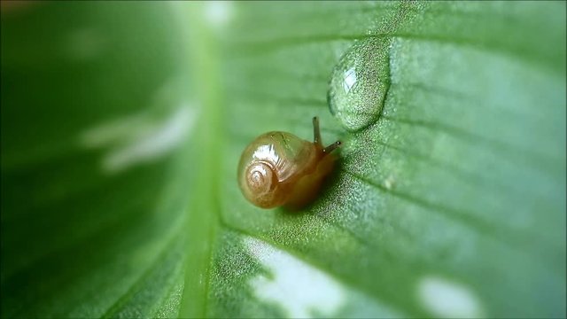 Footage of a little snail on green leaf, breaking water droplet and drinking slowly 