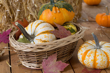 Colorful Autumn Gourds