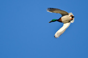 Male Mallard Duck Flying in a Blue Sky