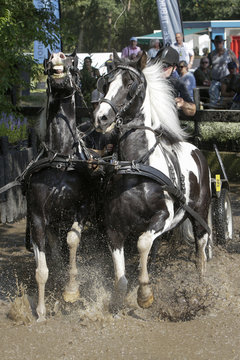Duo-span zwart-witte paarden galopperen door de waterbak