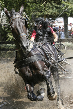 Duo-span zwart-witte paarden galopperen door de waterbak