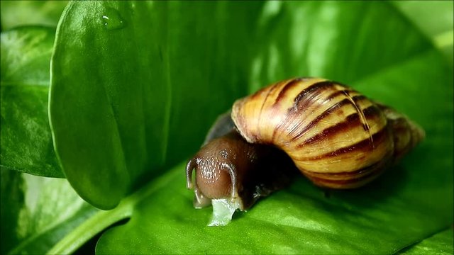 Footage of a brown stripe shell snail enjoy eating chopped cucumber on the vibrant green leaf 