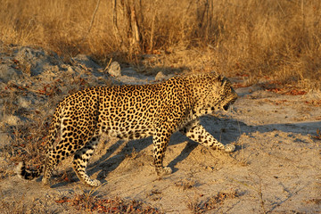 Portrait of a leopard (Panthera pardus), Kruger National Park, South Africa