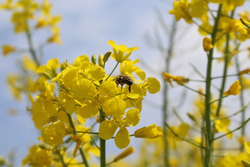 bee canola raps bienen