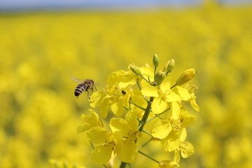 Bienen und Raps