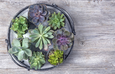 Different succulents
