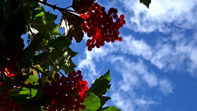 red viburnum and sky