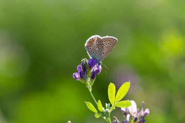 Farfalla sul fiore viola