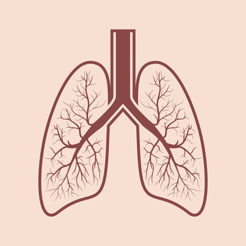 Human lung anatomy. Respiratory system graphics. Vector illustration.