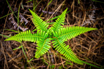 The small green fern on the forest floor is surrounded by leaves.