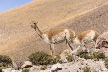 Naklejka na ściany i meble Alpaca, huanaco, llama, vicuña