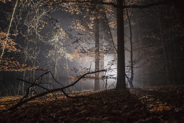 Winterlicher Wald nachts mit Scheinwerflicht