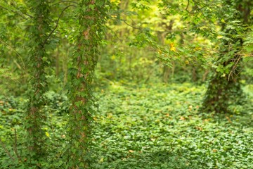 Green leafy tree in the depths of the forest