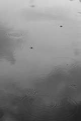 Autumn wheater, rain on water.