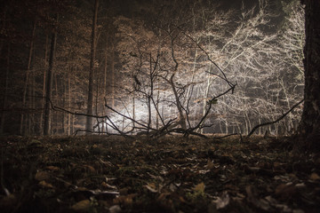 winterlicher Wald nachts mit Scheinwerferlicht