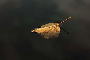 Obraz premium Autumn leaf on water.