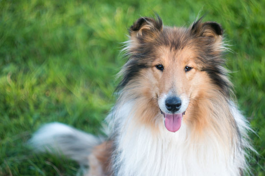 Portrait of beautiful rough collie, grass background