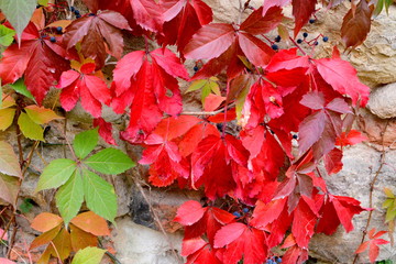 Autumn color, climbing plants, liana, ivy. Typical rural landscape in the plains of Transylvania,...