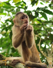 Capuchin Monkey in Ecuador