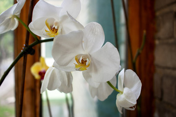 orchid, flower, bloom, beautiful