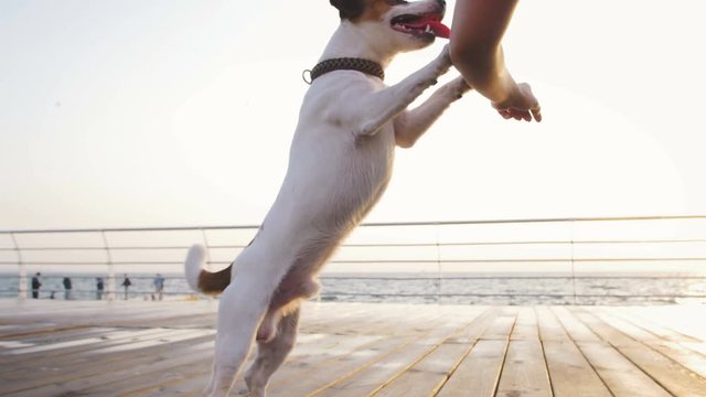 Young woman training cute dog Jack Russel near the sea
