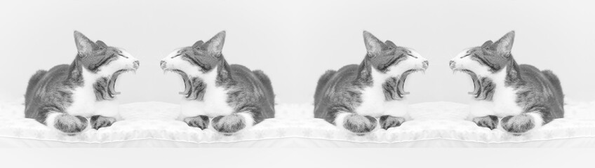 Cat yawning at herself as a mirrored image