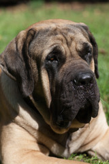 Obraz premium Fawn English Mastiff