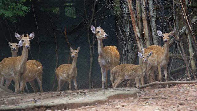 Group of Fea's muntjac, Tenasserim muntjac in farm.
