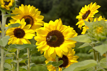 Obraz premium Colorful flowers beautiful plants bloom from spring to autumn