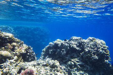 Fototapeta na wymiar Reef rocks from corals in the sea