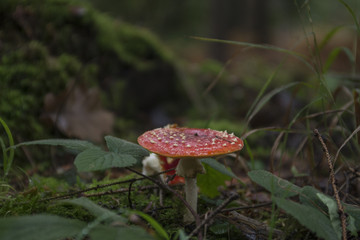 Fliegenpilz 01