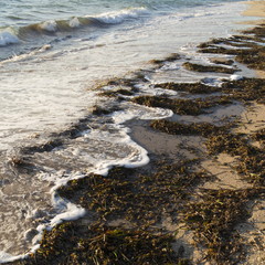 beach at sunset with algae