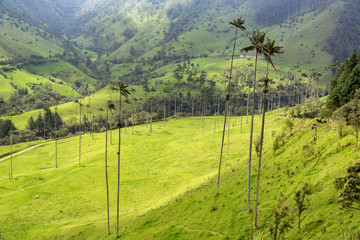 Cocora Valley Wax Palms