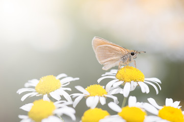 Butterfly on a flower. Summer photo with daisies and a butterfly. Selective focus
