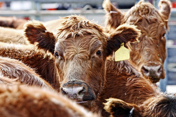 Red Angus Cattle During Feeding Time