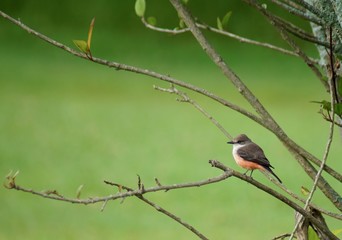 Cute Little Bird on Branch