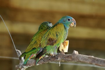 Snacking Parrots